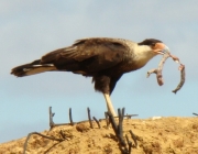 Alimentação do Carcará 5