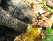 Alimentação do Jabuti Amarelo 3