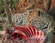 Alimentação do Leopardo 1