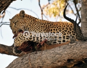 A young leopard feeds on his Impala kill in a tree in the Botswana bush, Moremi National Park, Africa