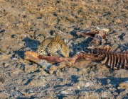 Alimentação do Leopardo 4