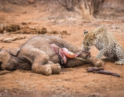 Alimentação do Leopardo 5