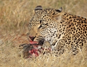 Alimentação do Leopardo 6