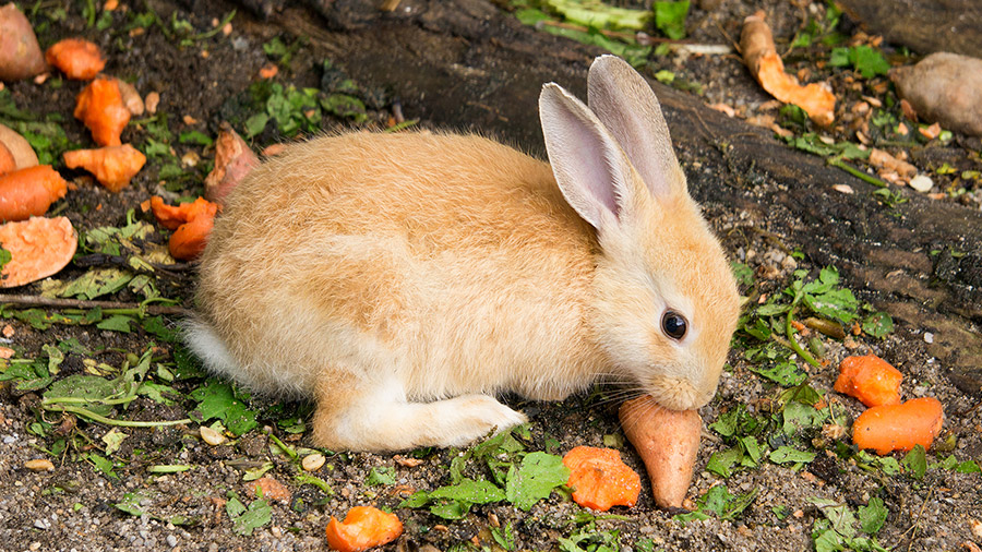 Tudo Sobre Coelhos – Mundo Ecologia