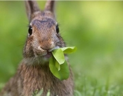 Alimentação dos Coelhos 3