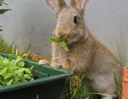 Alimentação dos Coelhos 4