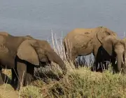 Alimentação dos Elefantes de Savana 1