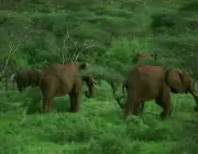 Alimentação dos Elefantes de Savana 2