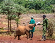 Alimentação dos Elefantes de Savana 3