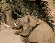 Alimentação dos Elefantes de Savana 4