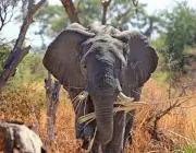 Alimentação dos Elefantes de Savana 5