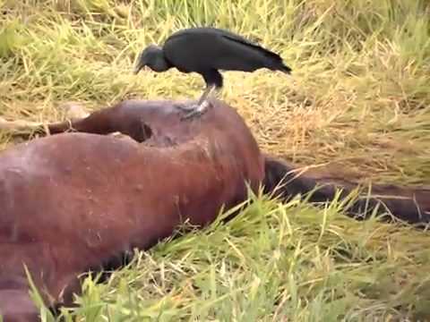 Urubus Comem Outros Urubus Mortos? | Mundo Ecologia