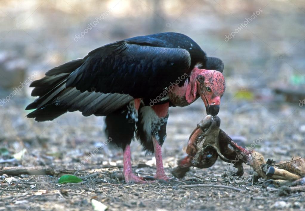 Urubus Comem Outros Urubus Mortos? | Mundo Ecologia