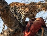 Alimentação do leopardo de Amur 1