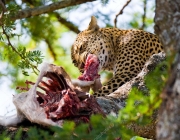 Alimentação do leopardo de Amur 4