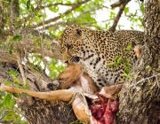 Alimentação do leopardo de Amur 5