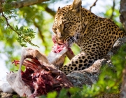 Alimentação do leopardo de Amur 6