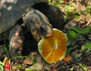 Alimentando o Jabuti 2