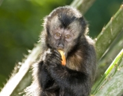 Alimentando o Macaco-Prego 1
