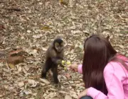 Alimentando o Macaco-Prego 2