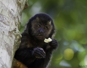 Alimentando o Macaco-Prego 4