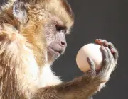 Alimentando o Macaco-Prego 5