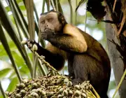 Alimentando o Macaco-Prego 6