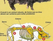 Anatomia do Javali 1