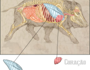 Anatomia do Javali 2