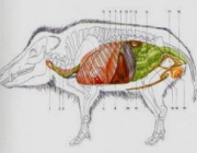 Anatomia do Javali 3