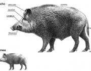 Anatomia do Javali 5