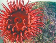 Anêmona-do-Mar 5