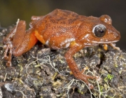 Anfíbios da Amazônia 2