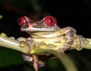 Anfíbios em Extinção no Brasil 1