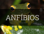 Anfíbios 1