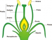 Angiospermas 3