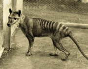 Animais Bizarros Extintos 6