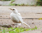 Animais com Leucismo ou Albismo