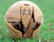 Animais Em Extinção No Norte 6