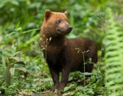 Animais em Extinção ou Ameaçados no Cerrado 1