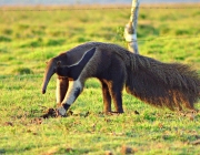 Animais em Extinção ou Ameaçados no Cerrado 4