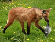 Animais em Extinção ou Ameaçados no Cerrado 5