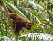 Animais em Seus Habitat Natural 1