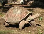 Tartaruga-Gigante-de-Galápagos-de-Pinzón
