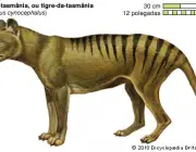 mammals/marsupial/thylacine
Thylacinus cynocephalus
otasmaw001j4
300 x 514 pixels
15th of june, 2005
cmmccabe