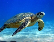Animais Marinhos Com a Letra T 1