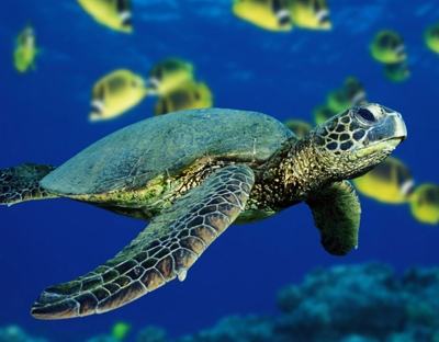 Animais Marinhos em Extinção – Mundo Ecologia