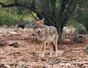 Coyote