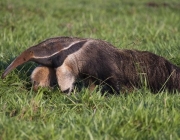 Animais Terrestres em Extinção no Brasil 2