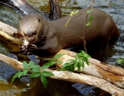 Animais Típicos do Cerrado 2
